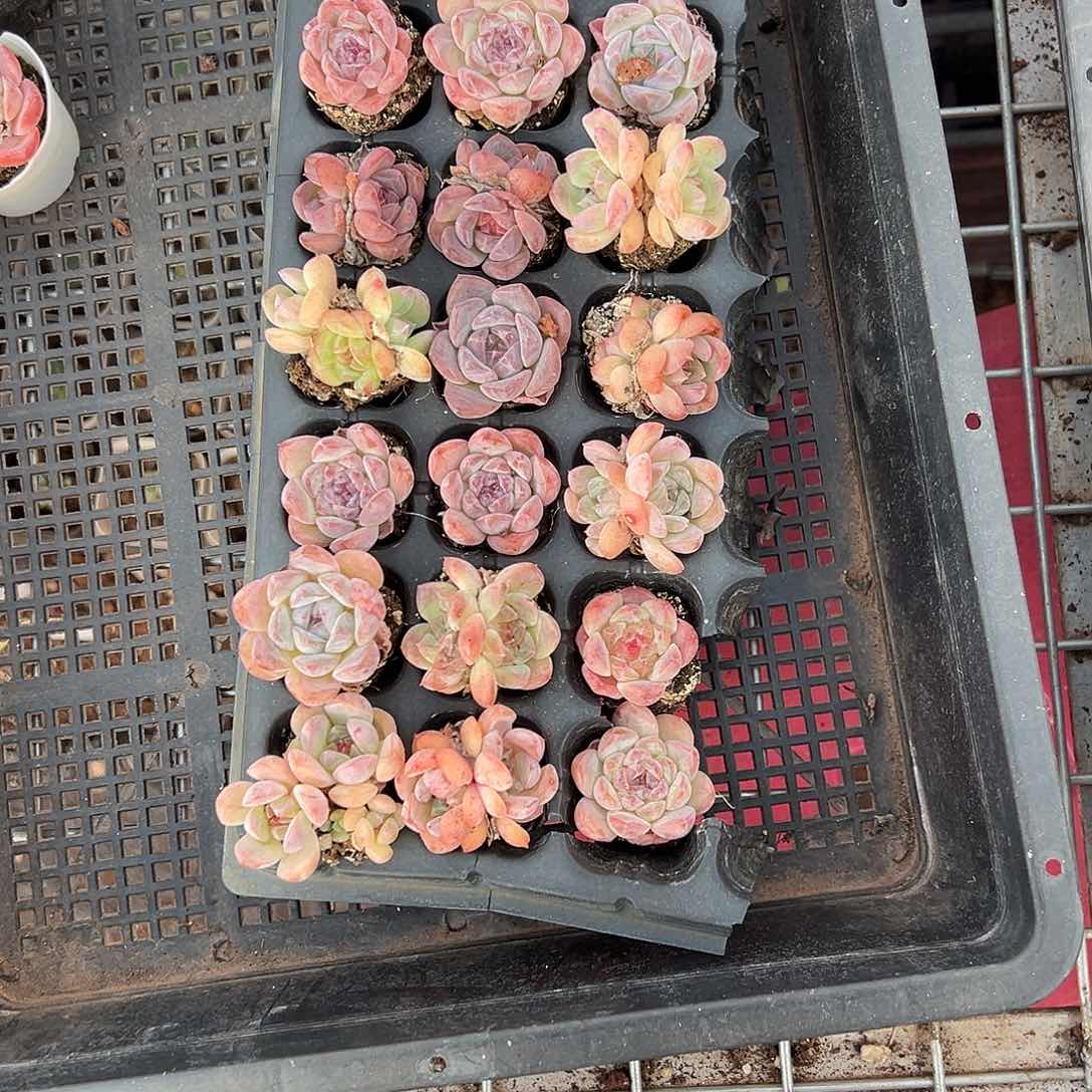 精品多肉十八包邮
