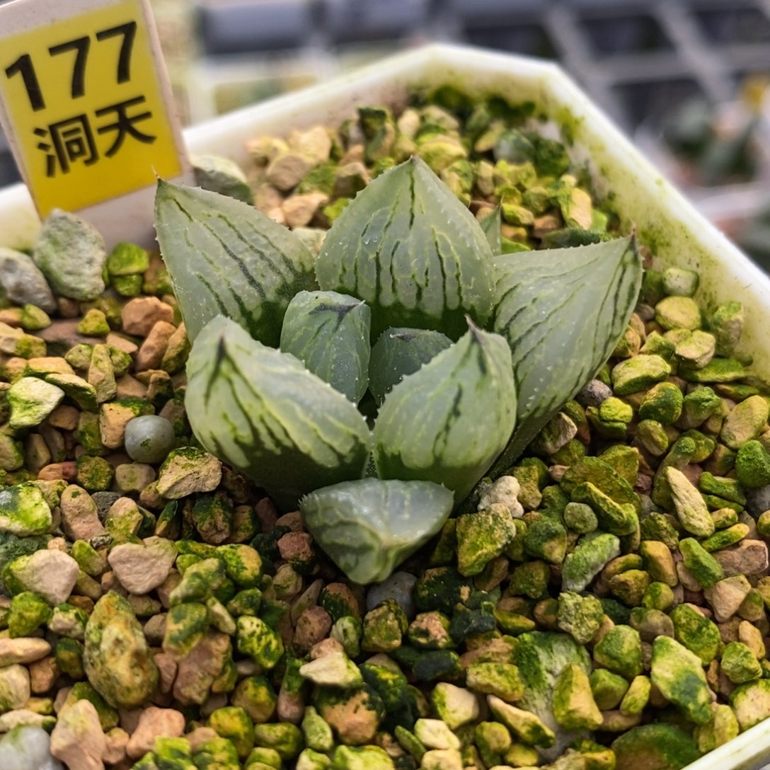 177冰淇淋一物一拍