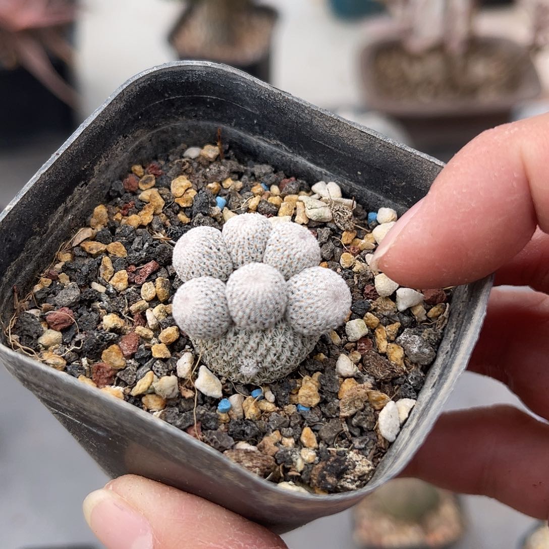 实生月世界仙人球一物一拍