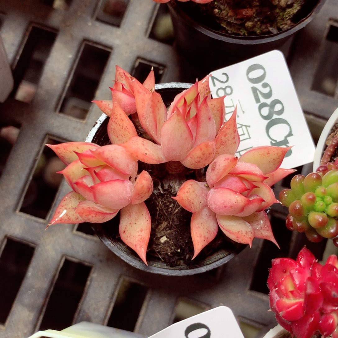 5厘米盆精控多肉0028