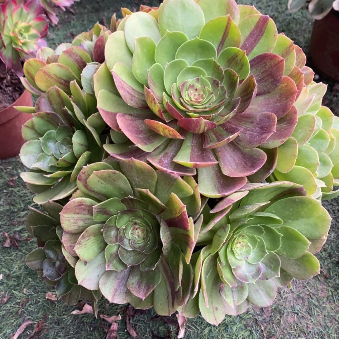 不开花植物575号花月夜多肉1颗多肉