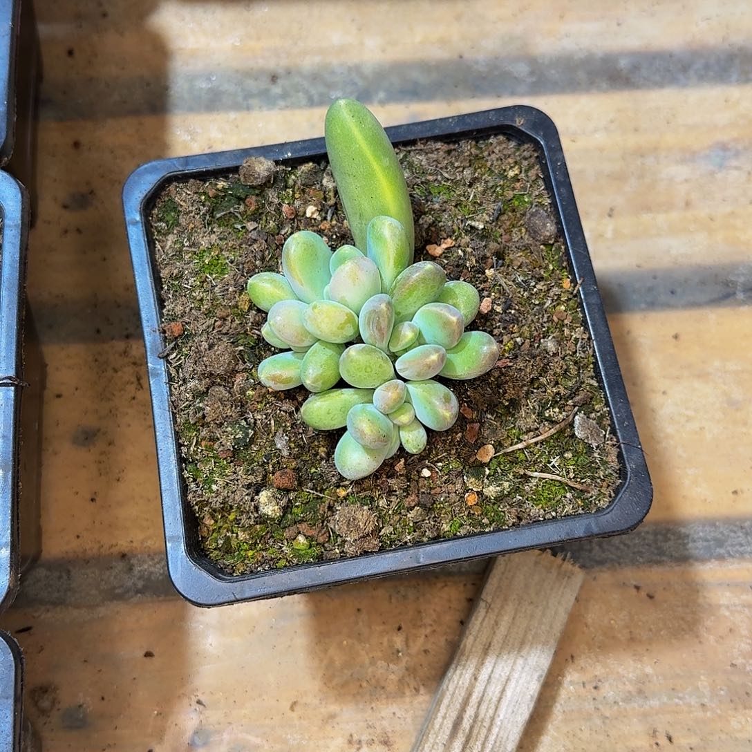 大***C大c牛油果一颗参考价