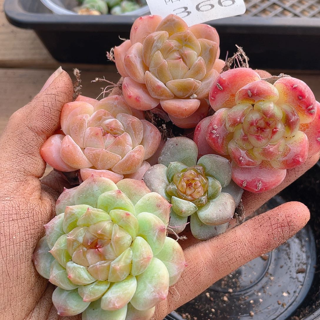 多肉植物多肉植物366