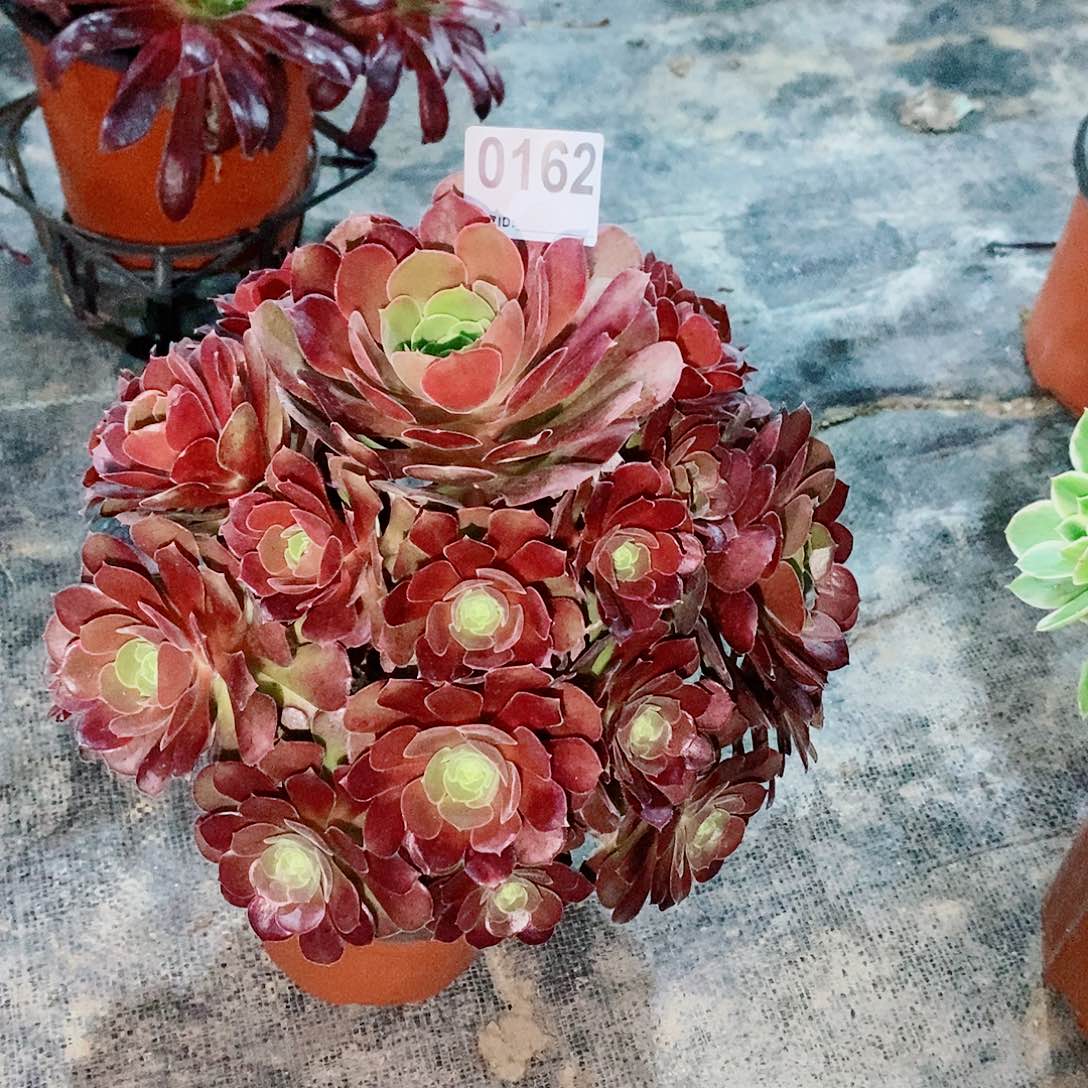 荷兰玫瑰162多肉1111