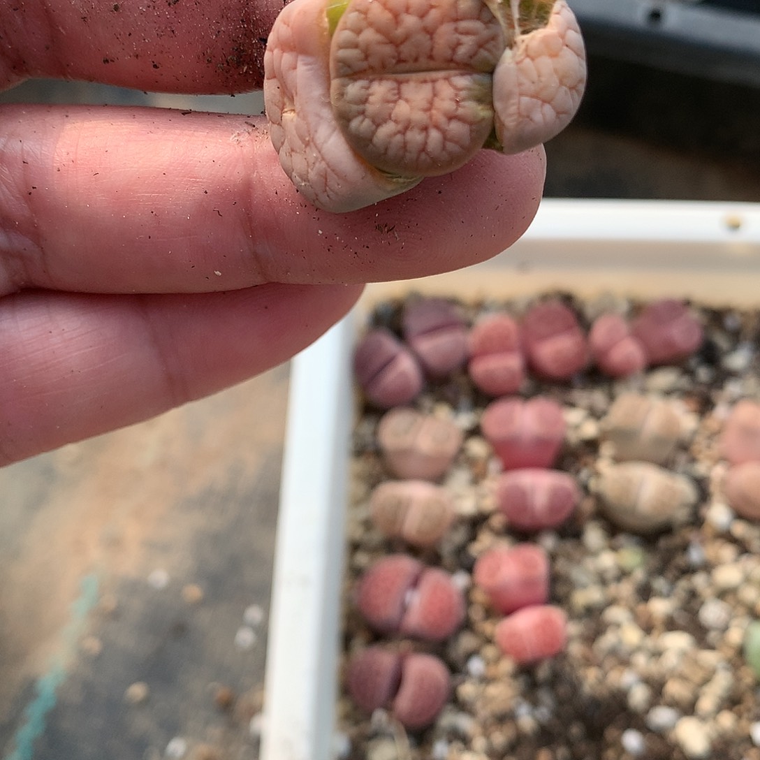 K450多肉植物保护研究所