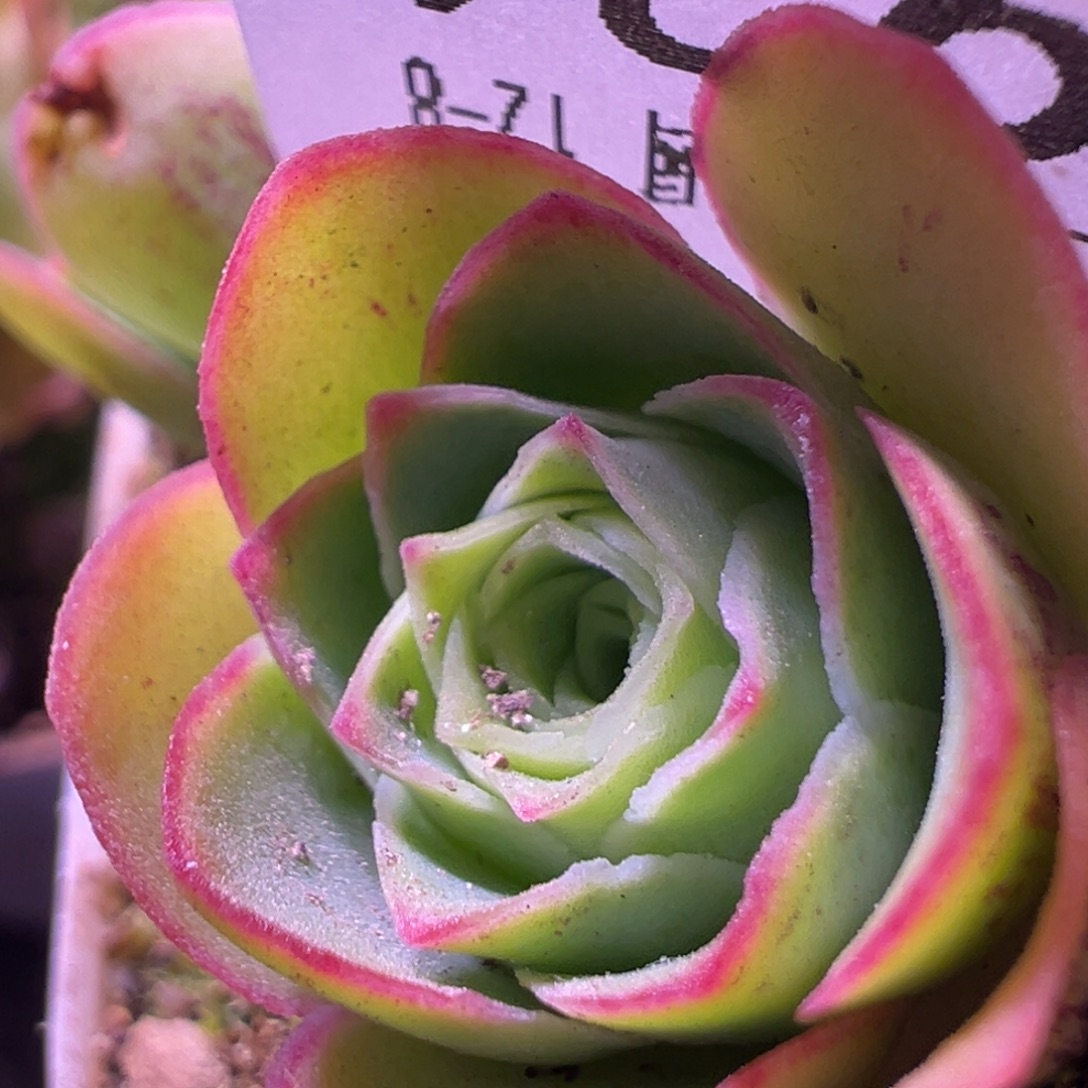 陈陈931笙箫默侧芽。