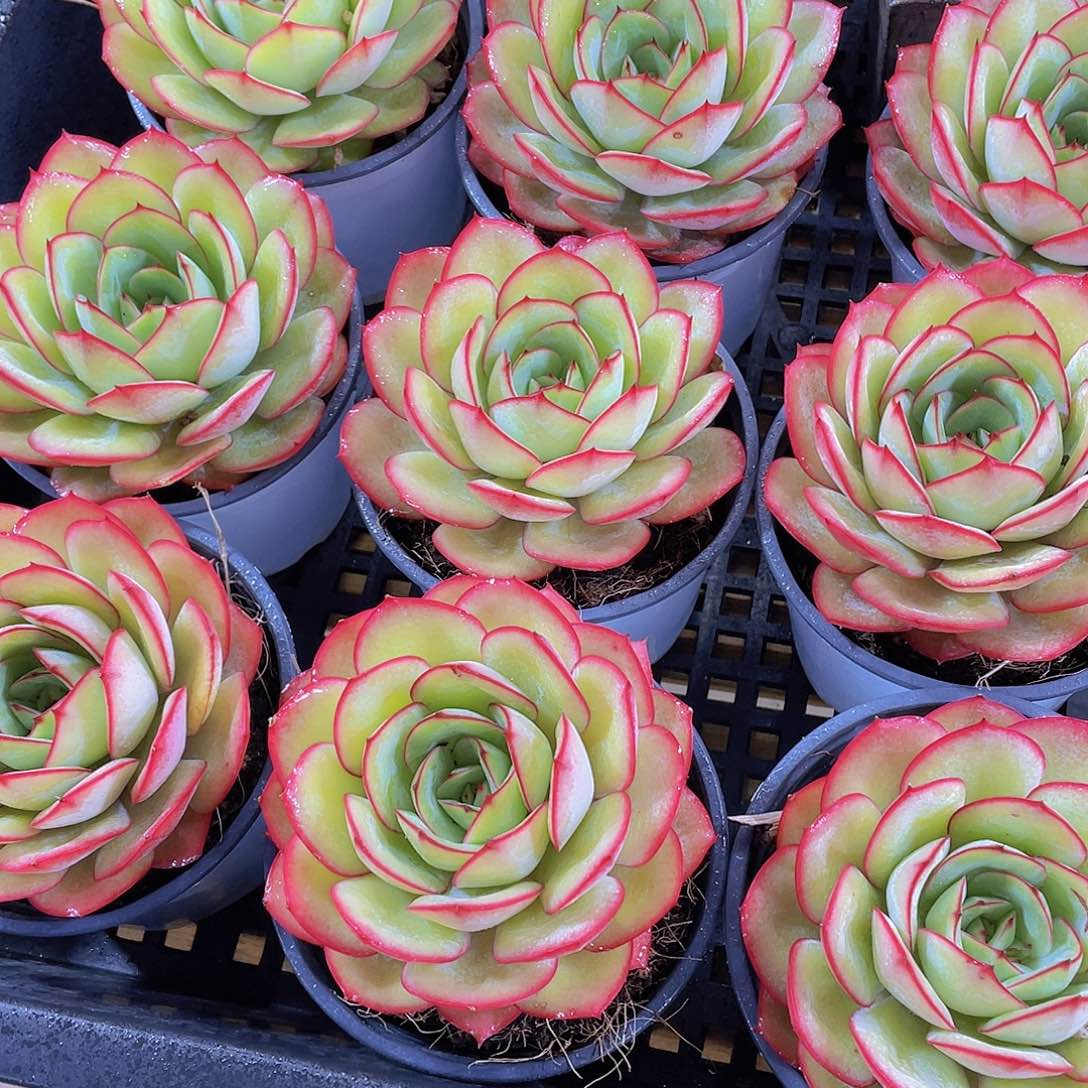 量拍139号 牡丹亭大单头一个