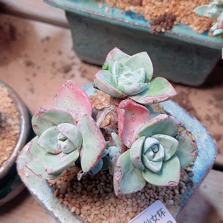 9058泡芙仙女杯当天