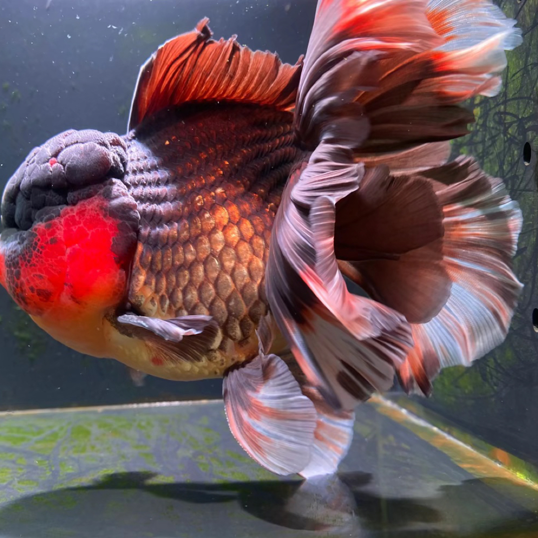 精品百褶泰狮千褶尾（无开箱视频无售后）泰狮金鱼鱼包邮观赏鱼