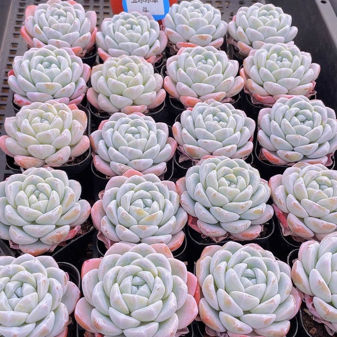 量拍3号 玉冰冰单头一个