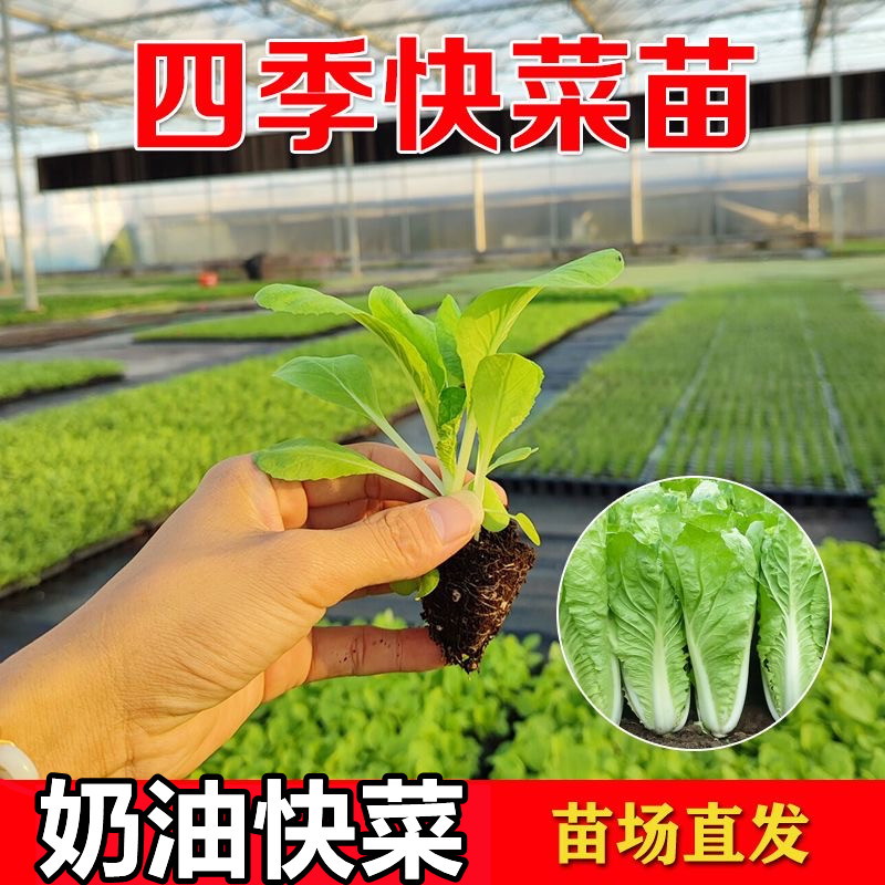 快菜秧苗奶油小白菜苗耐寒速生四季种植庭园种植盆栽蔬菜苗