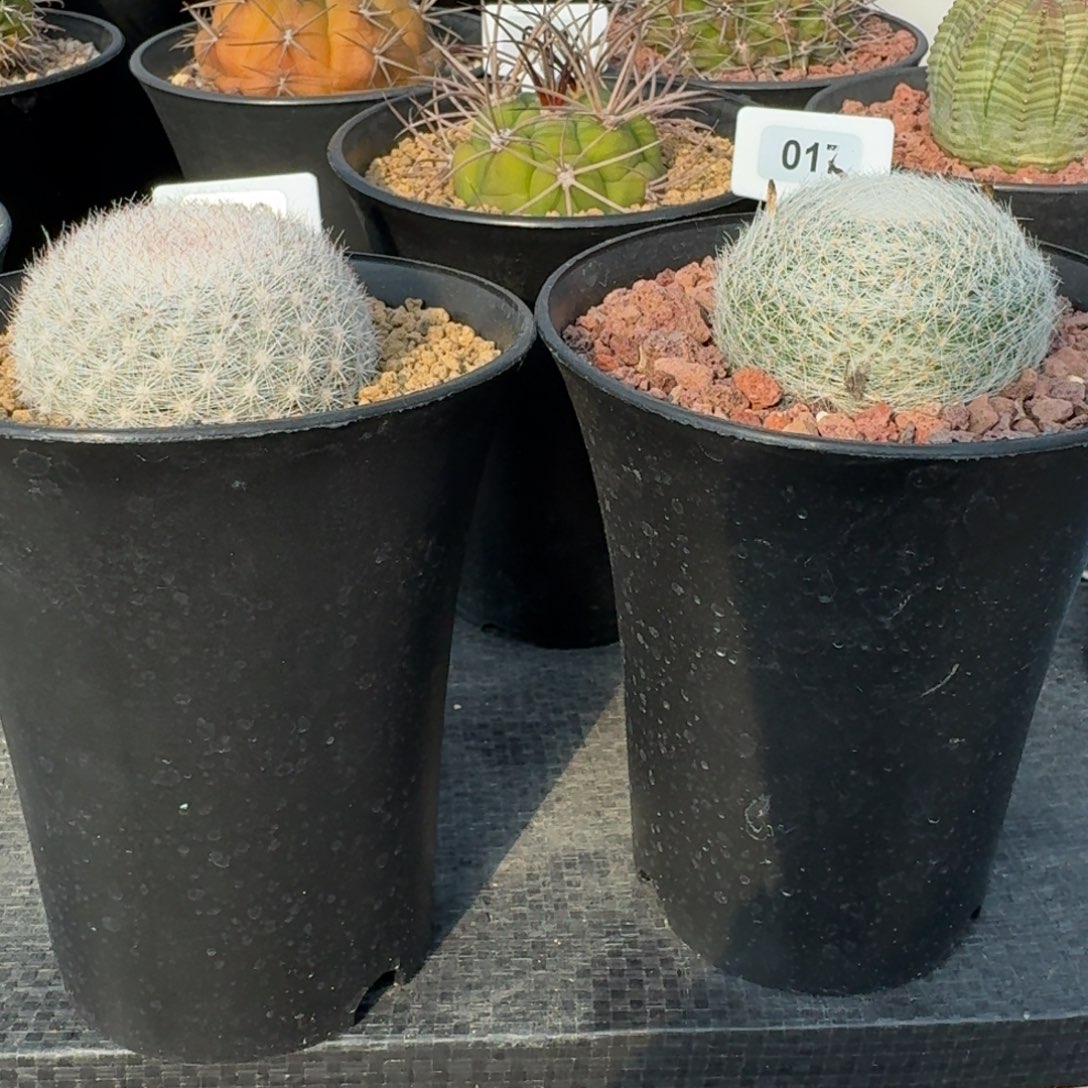 e***c仙人球一物一拍2颗