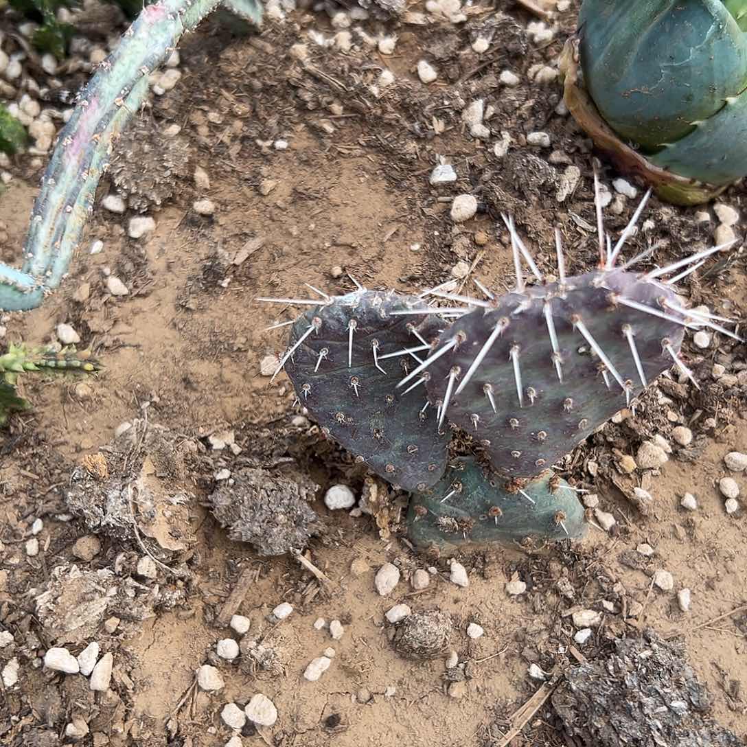 多肉植物胜利塔群