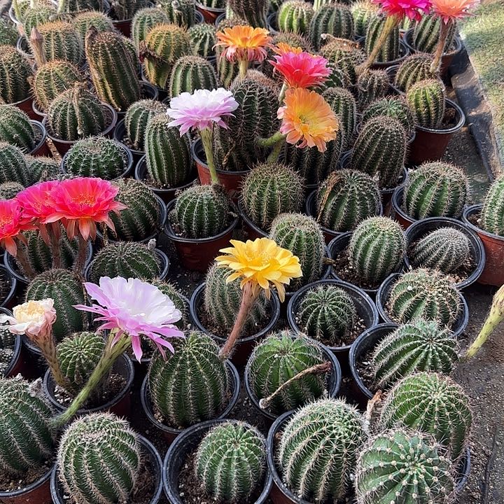 仙人球带根随机两个不同花色