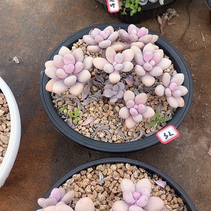 32桃蛋一物一拍多肉