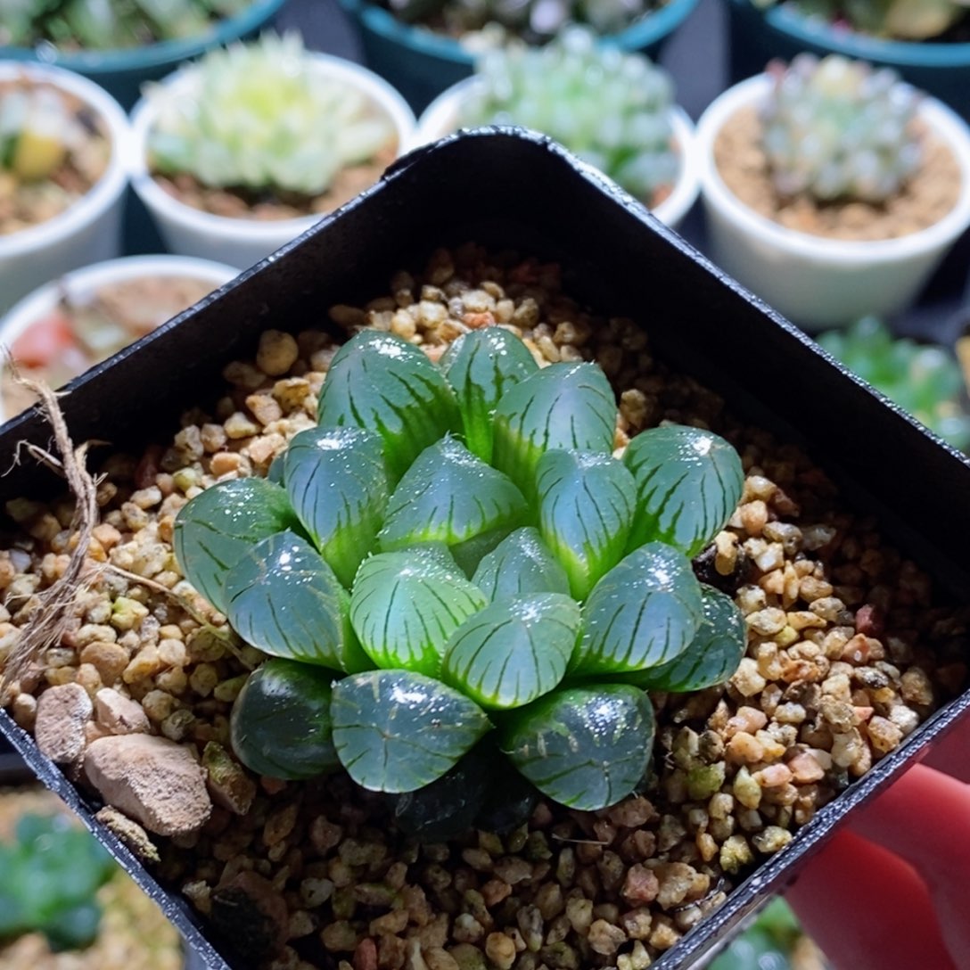 圆头实生玉露多肉植物