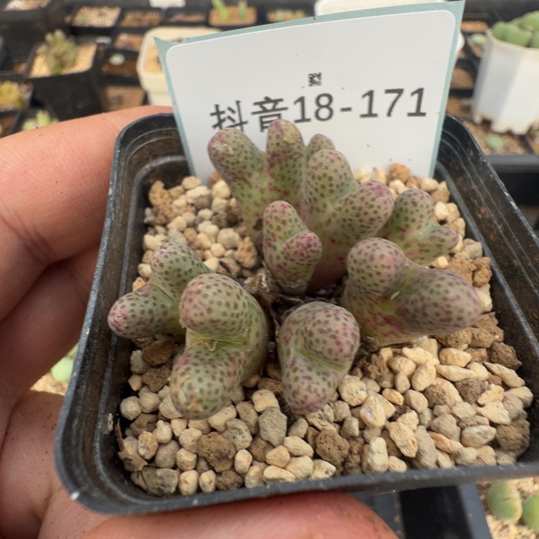 达***迹18-171肉锥多肉植物，