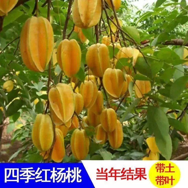 台湾四季甜杨桃树苗红杨桃盆栽庭院种植果树苗