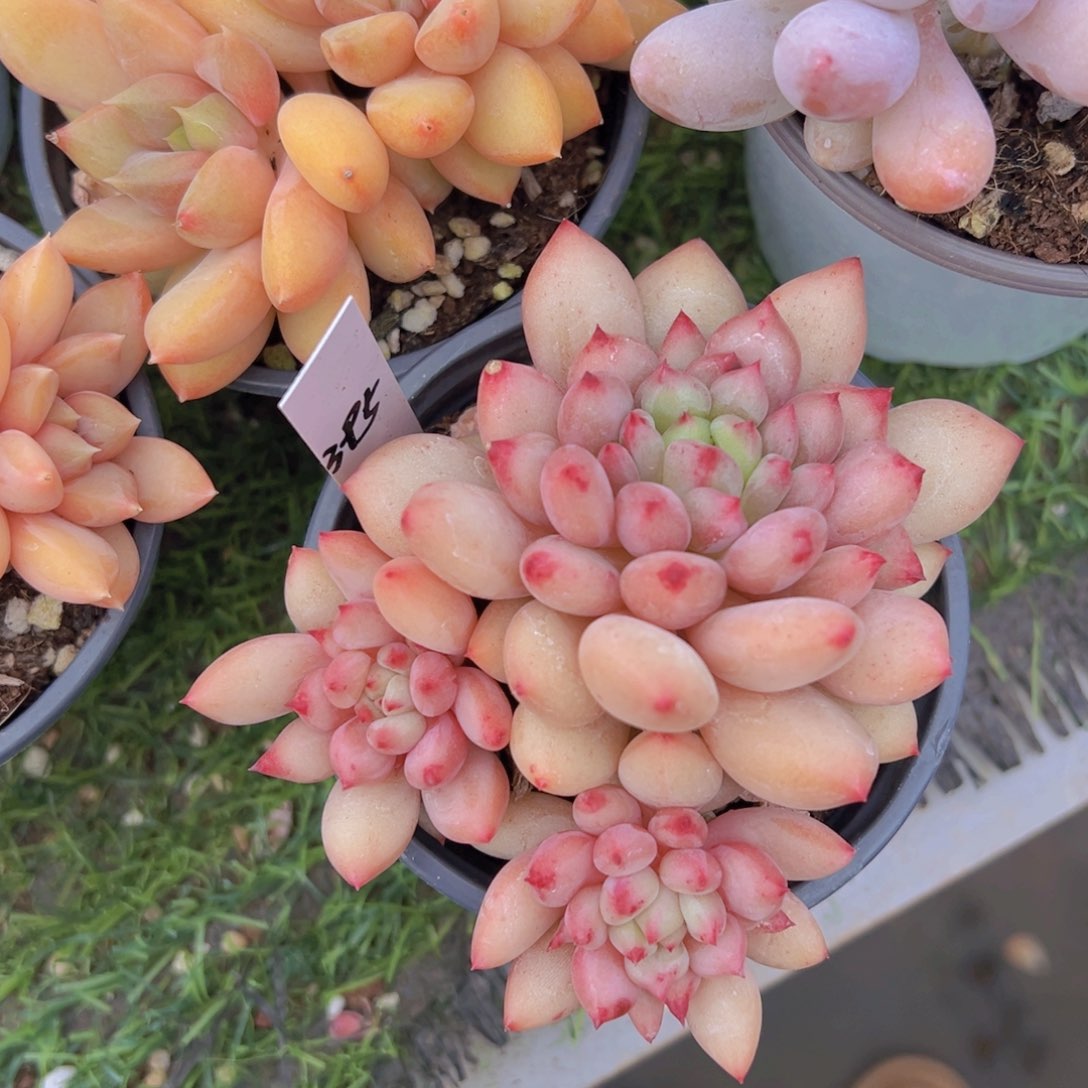 緣****?香玉的故事是一个人的故事