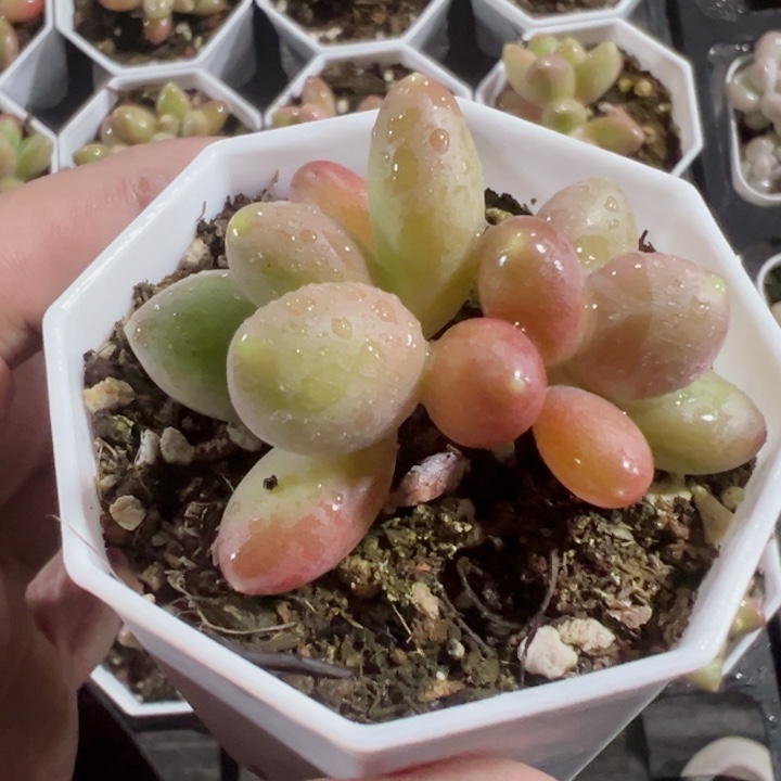 芒果奶精品多肉植物