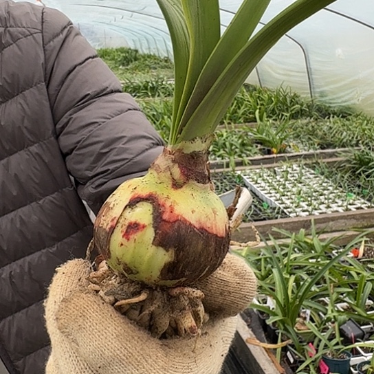 瑞秋5～6 表皮球 开花包对版