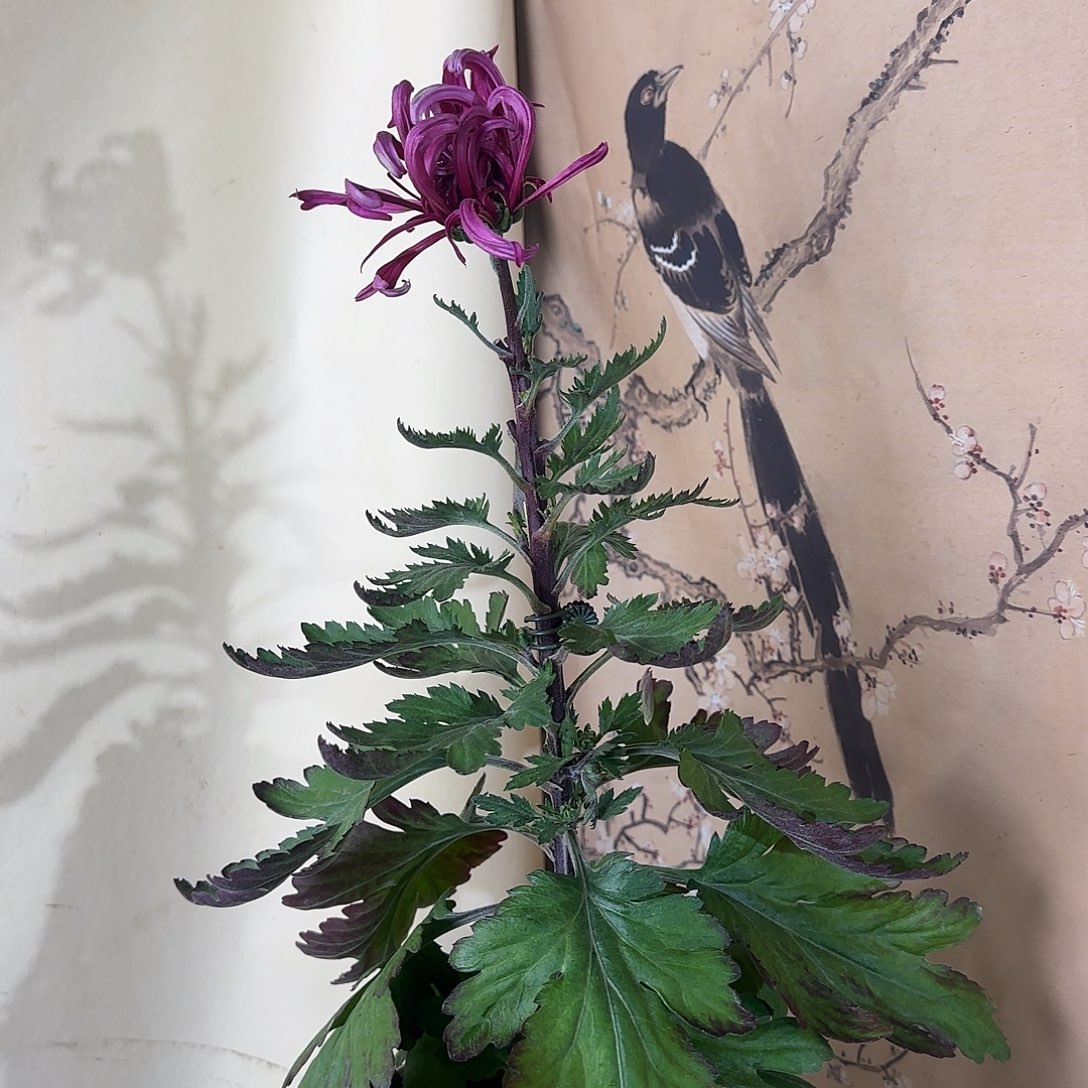 全部花朵E77777777