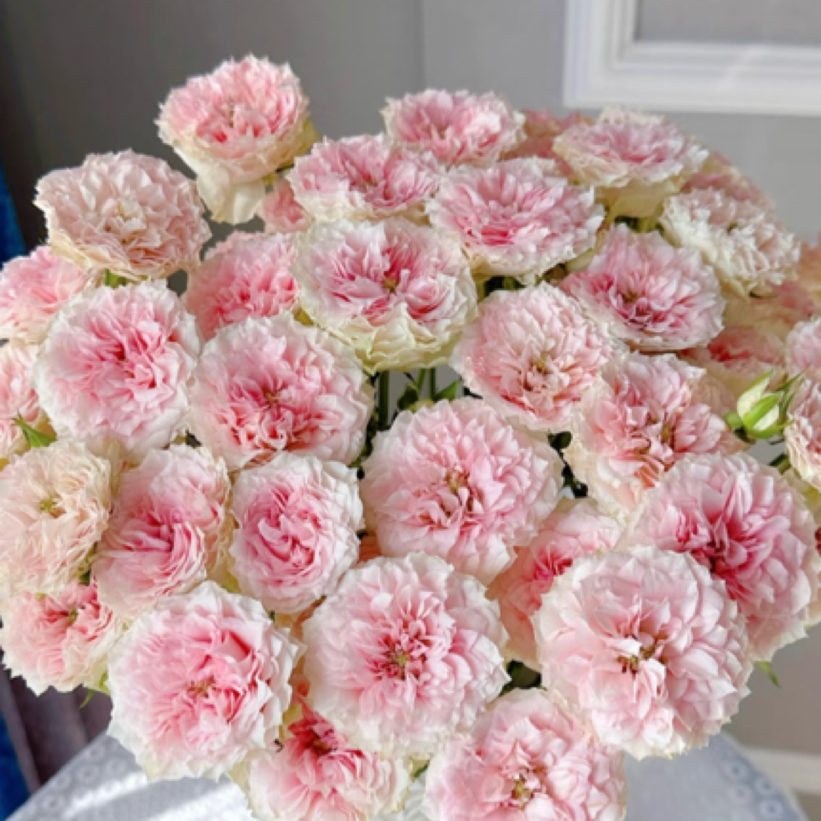 情迷罗拉 多头玫瑰  2单冷链包邮 