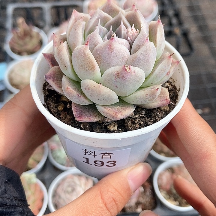 一物一拍满十元包邮发货  193