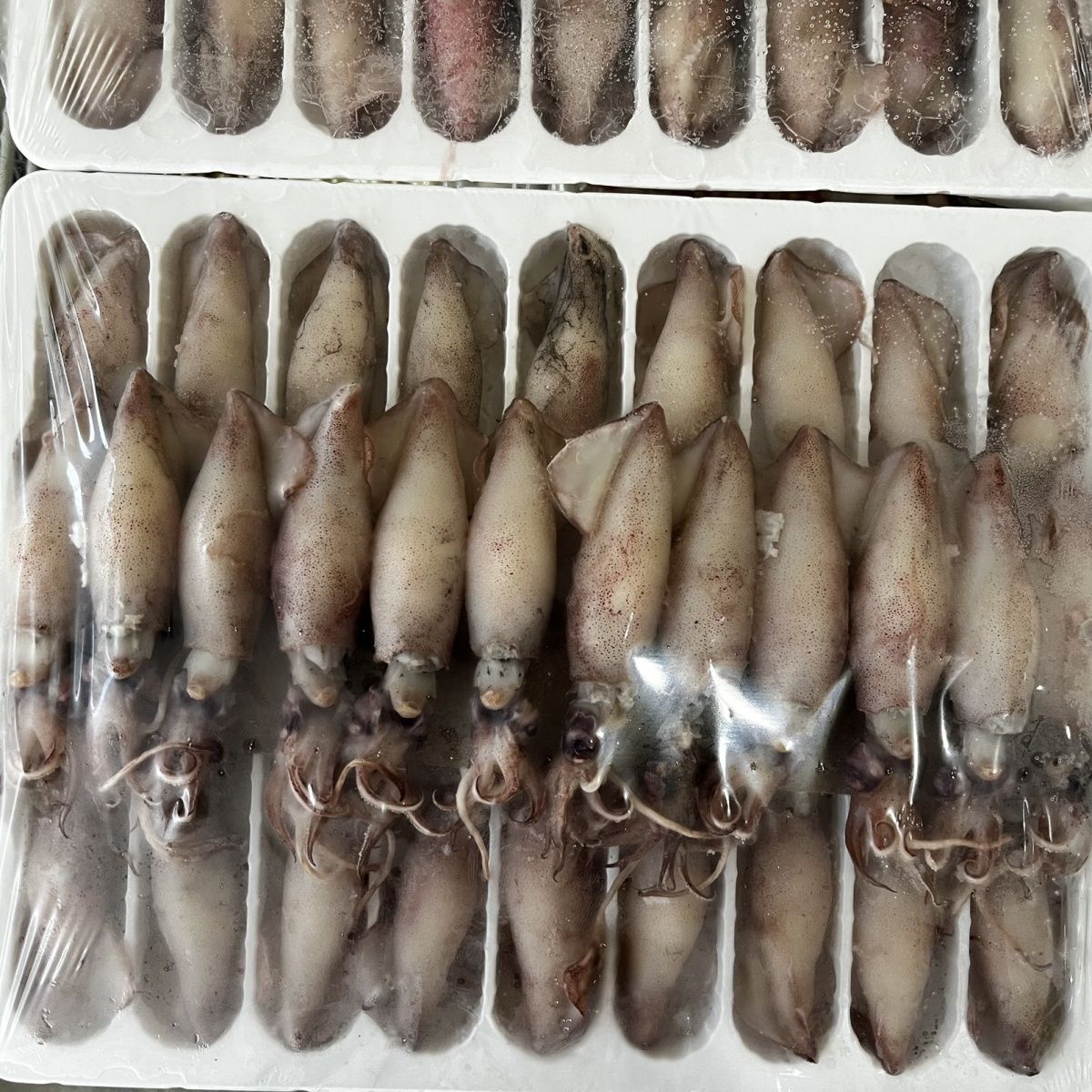 速冻 籽乌 1盒30只 (底部有保鲜冰盘，介意勿拍)