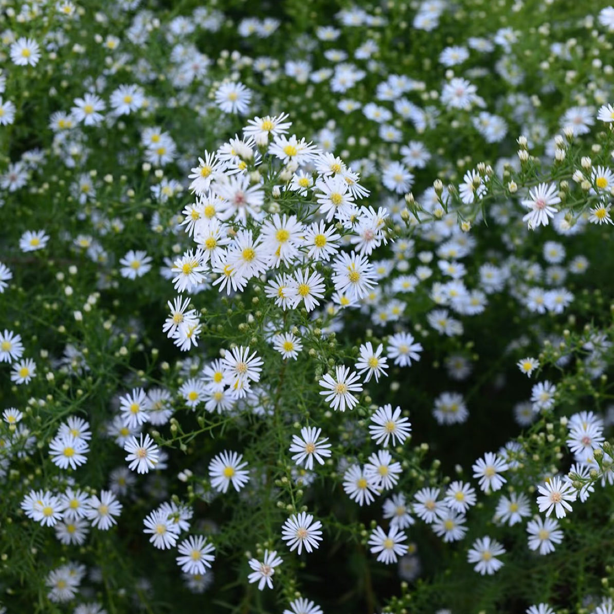 柳叶白菀多年生宿根花卉适用于庭院阳台花箱