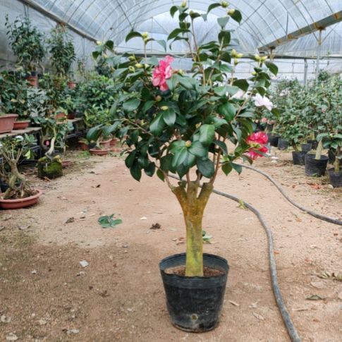 大部分花苞少量开放宝盒嫁接苗