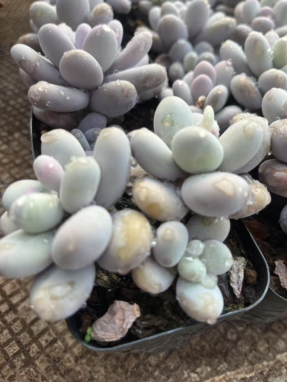 12月27日1101-1200云南大全多肉基地直发一物一拍满18包邮