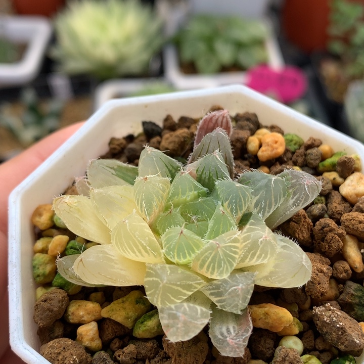 冰魄玉露锦带盆土发货