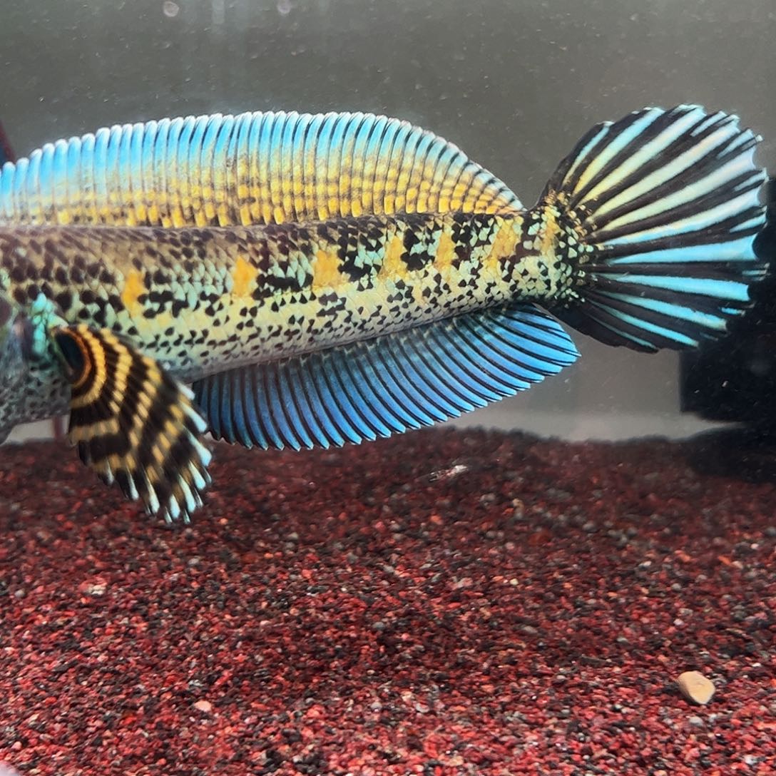 雷龙鱼黄金眼镜蛇雷龙鱼