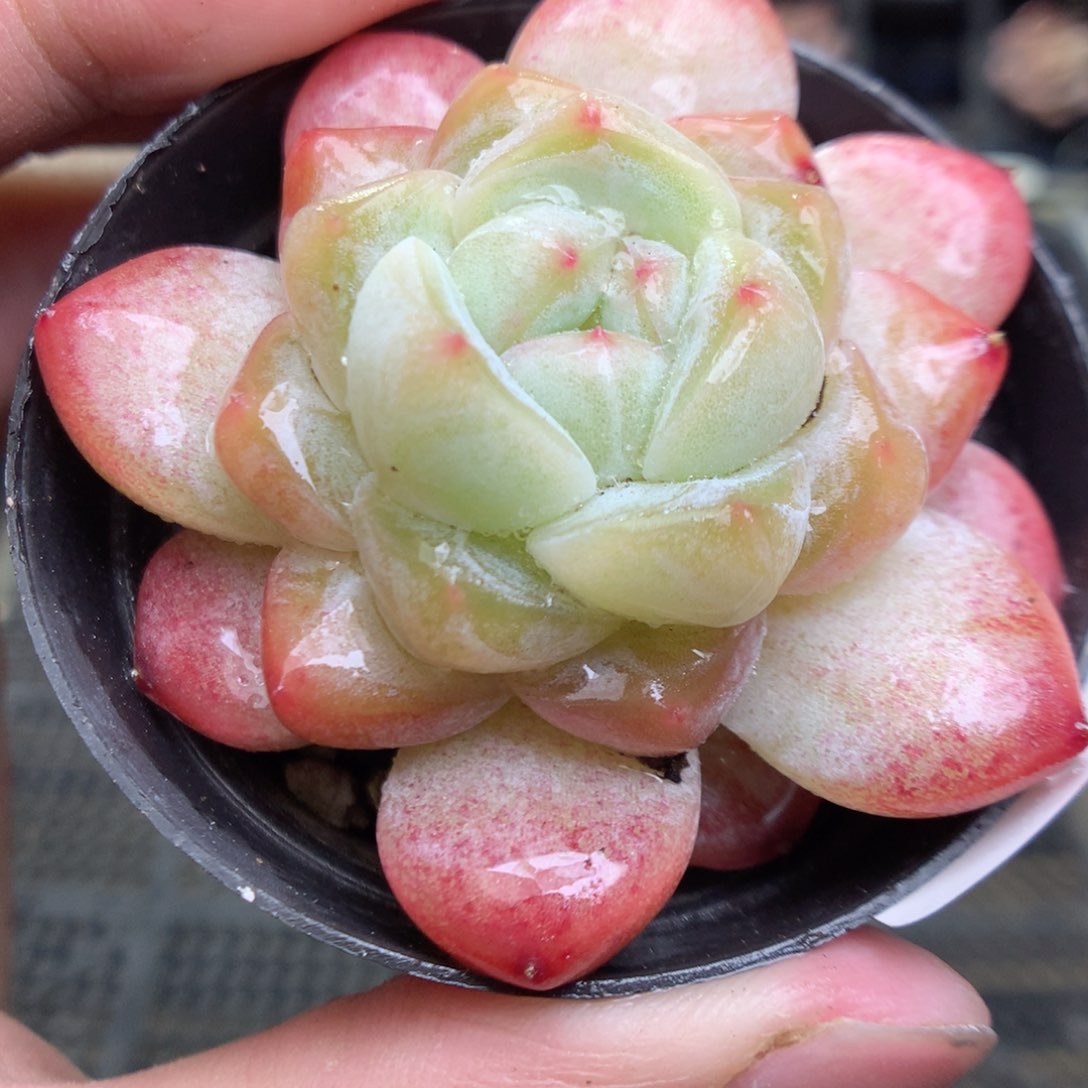 Q123y y y y y y y y y