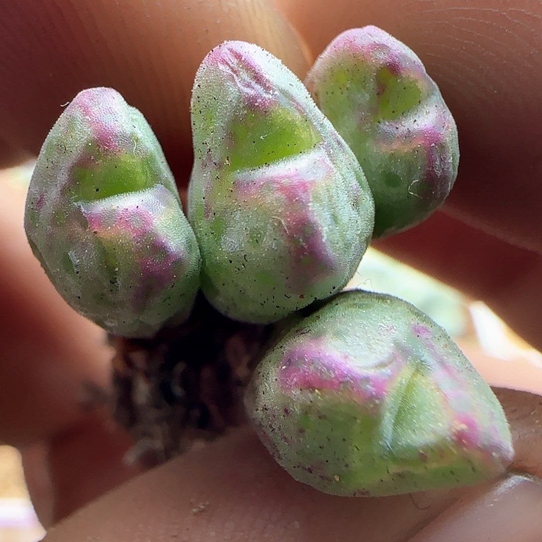 脱土年后发货23740