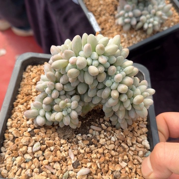 12厘米的尺寸一物一拍的