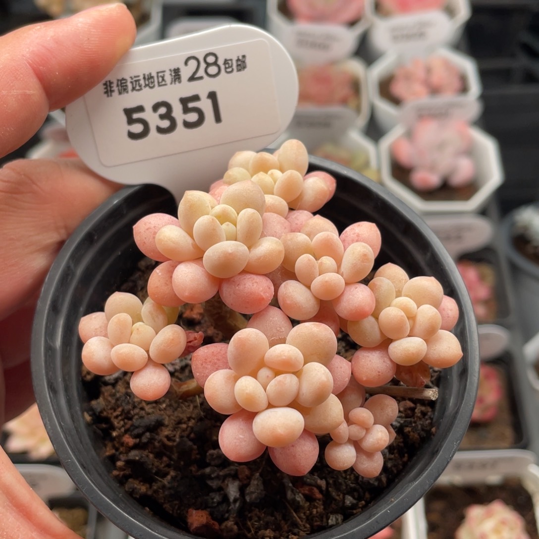 鱼子酱5351-7厘米