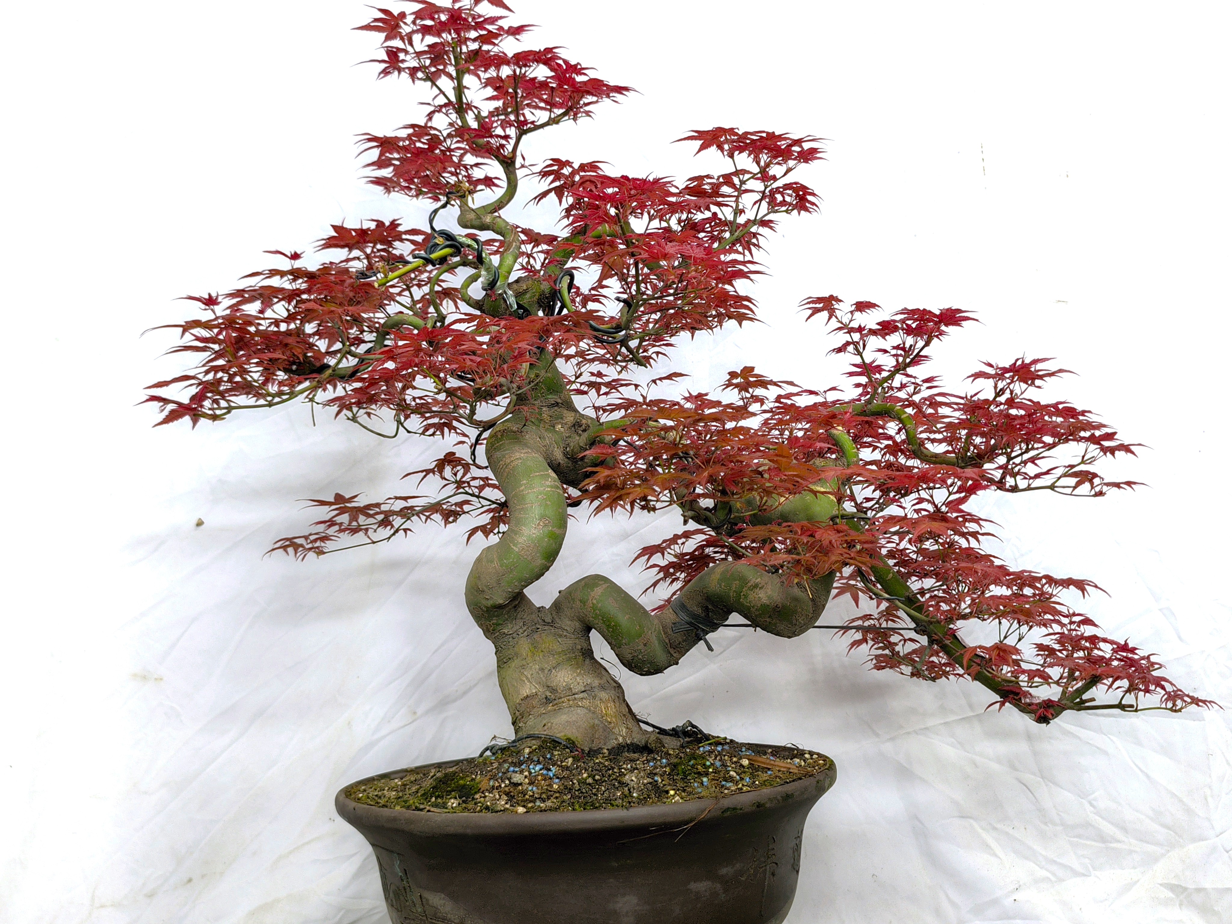 [棵长园艺直播间]红枫盆景，罗汉松链接②苗木