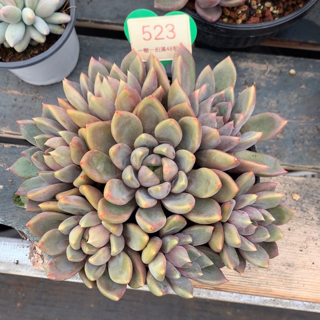 红象牙捧花开播福利523