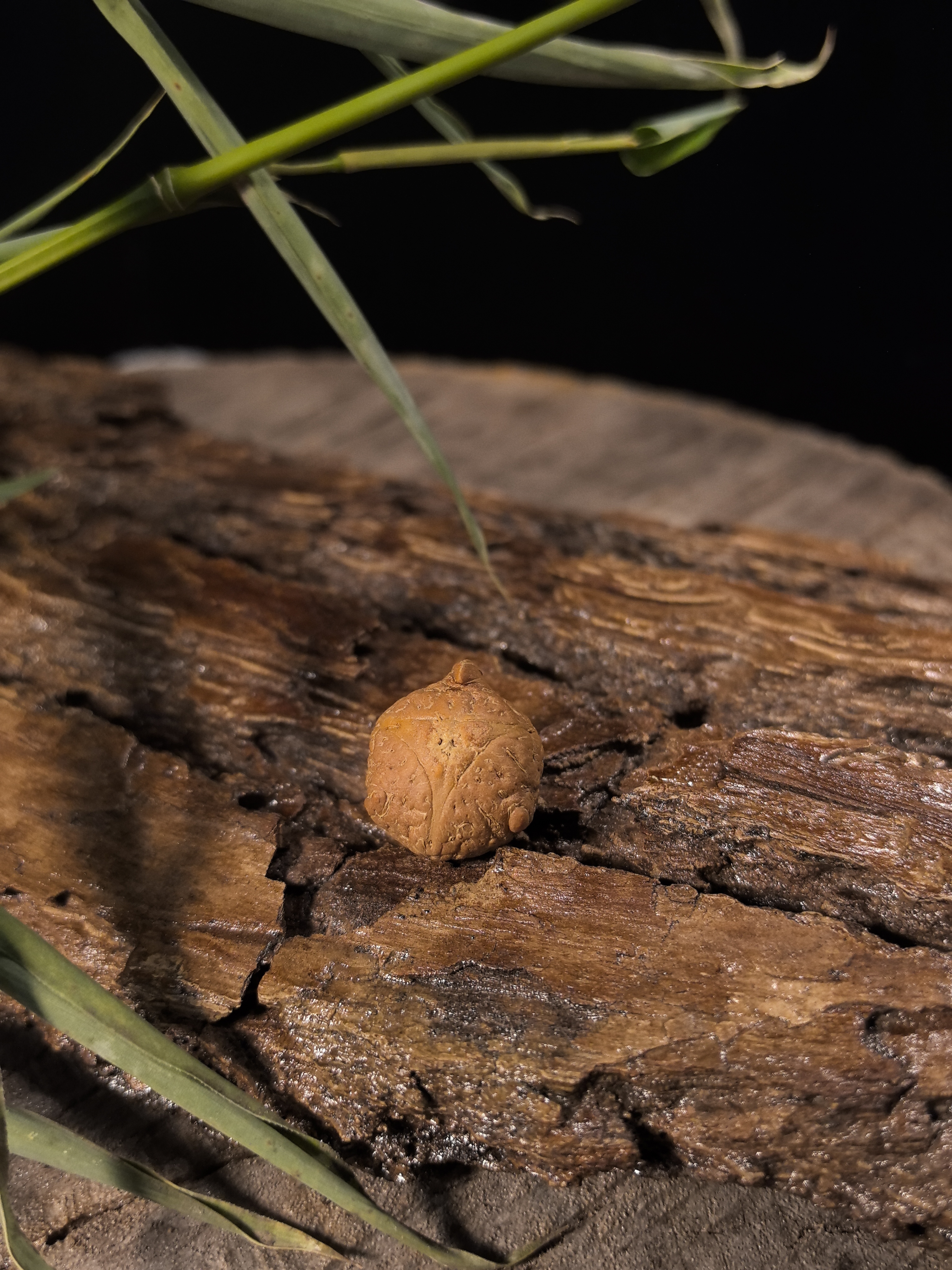 国产凤眼变异单角龙眼三通顶珠背云