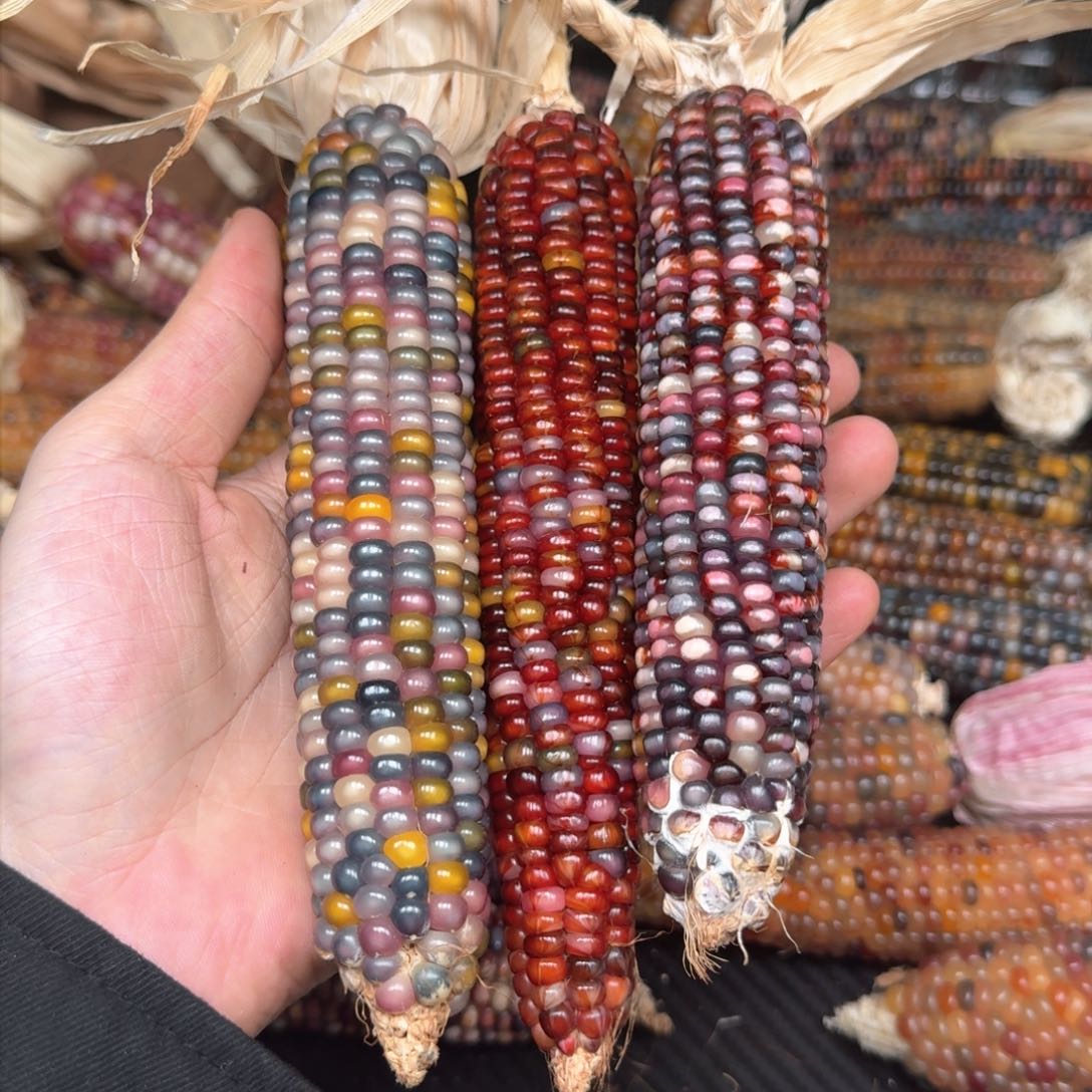 柏香籽/百香籽吊坠华*仔