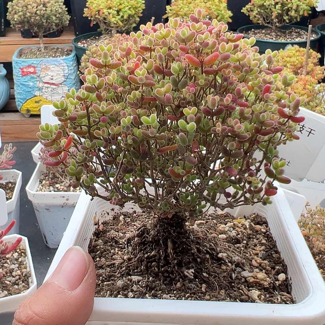 47号密橘糖球12.9多肉