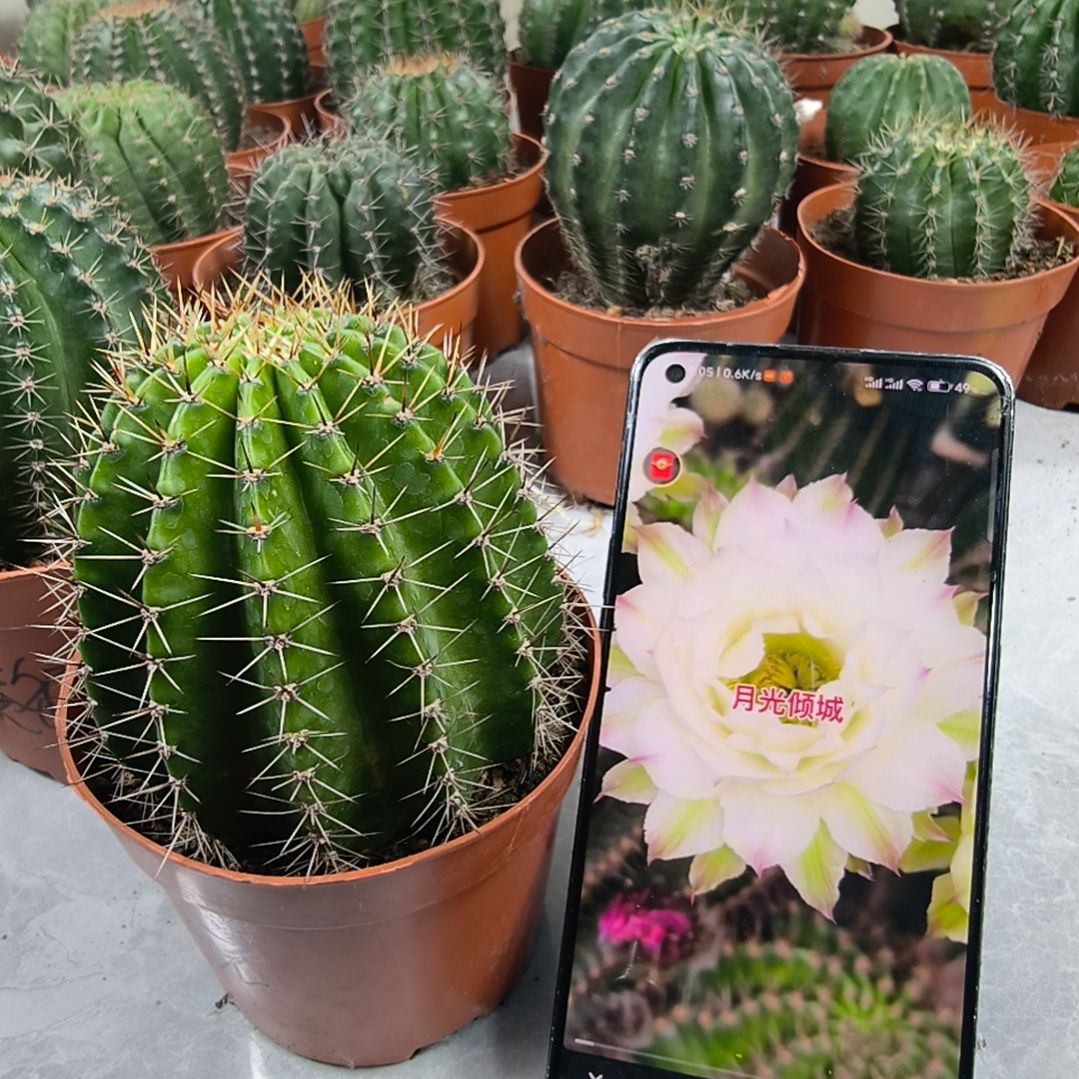 月光倾城彩草带盆（7cm）