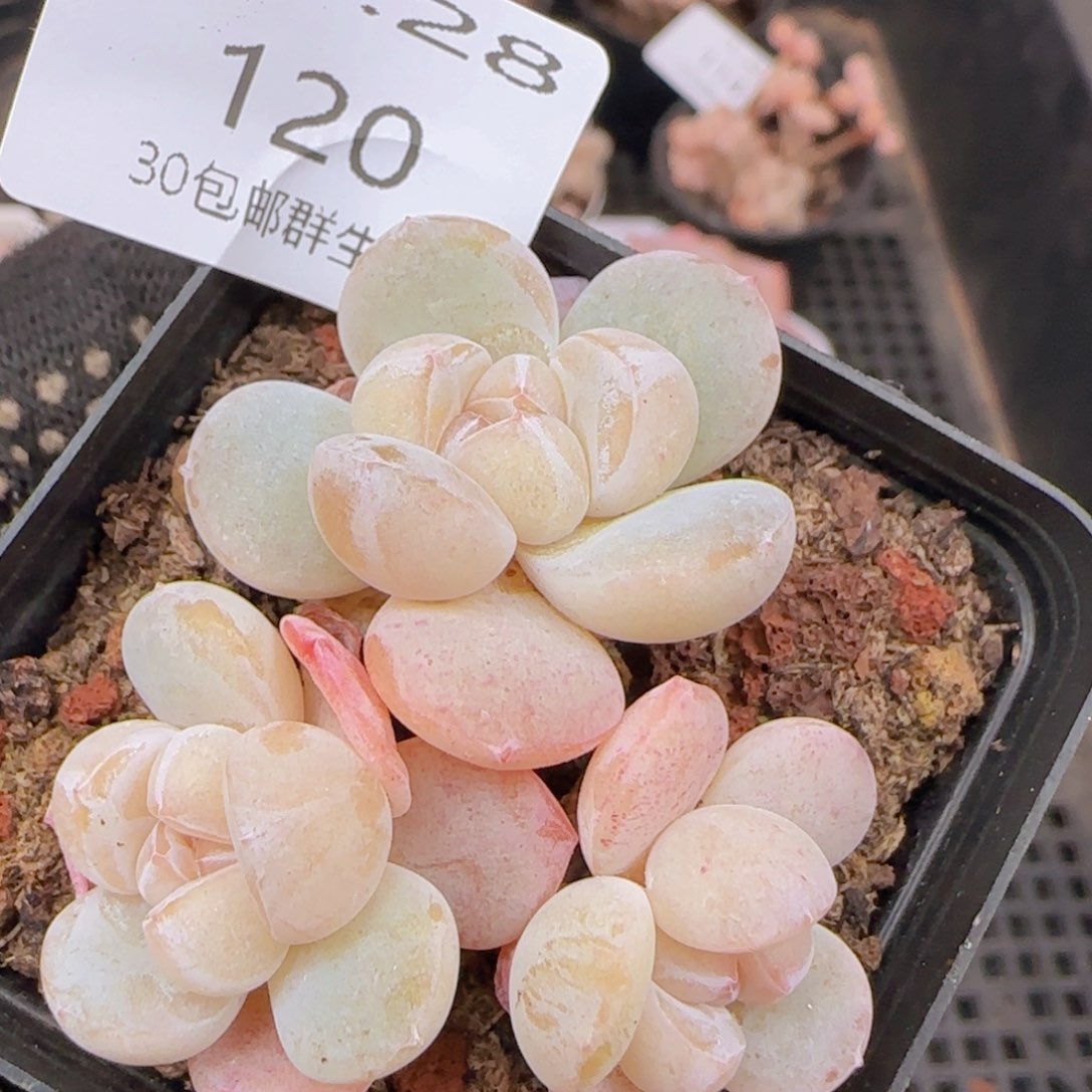 三头糖心冰玉一颗脱土