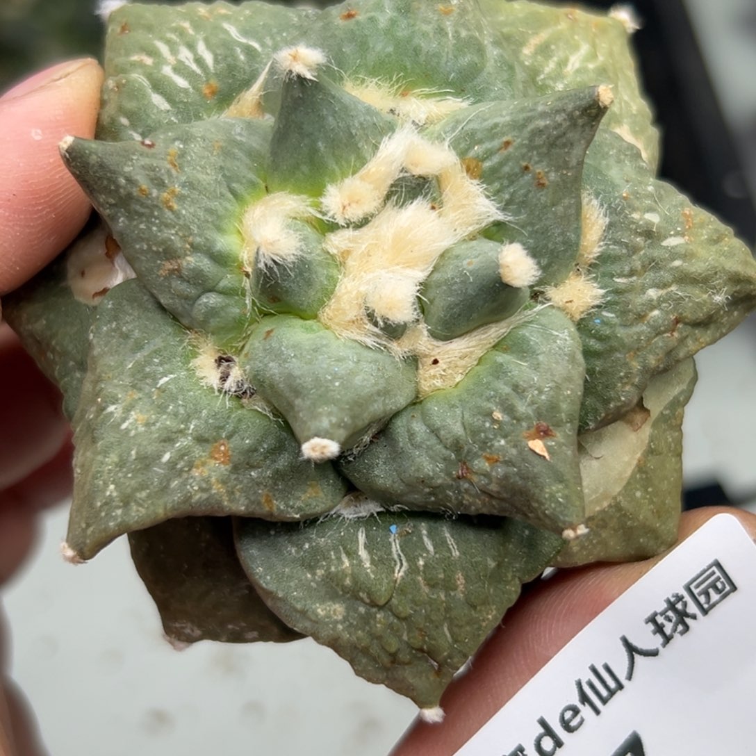 147 仙人球的比赛将于今年秋季