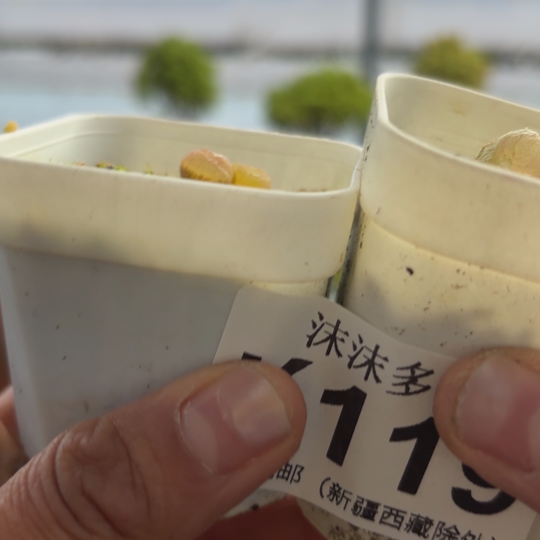 *****119毛和风铃组合哦