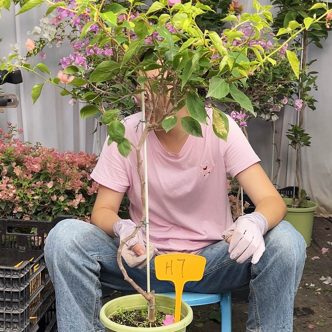 晨***浅当前无花栽培后可以开花H7橙白