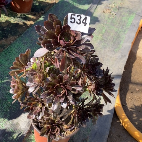 灰法师多肉植物法师不包损