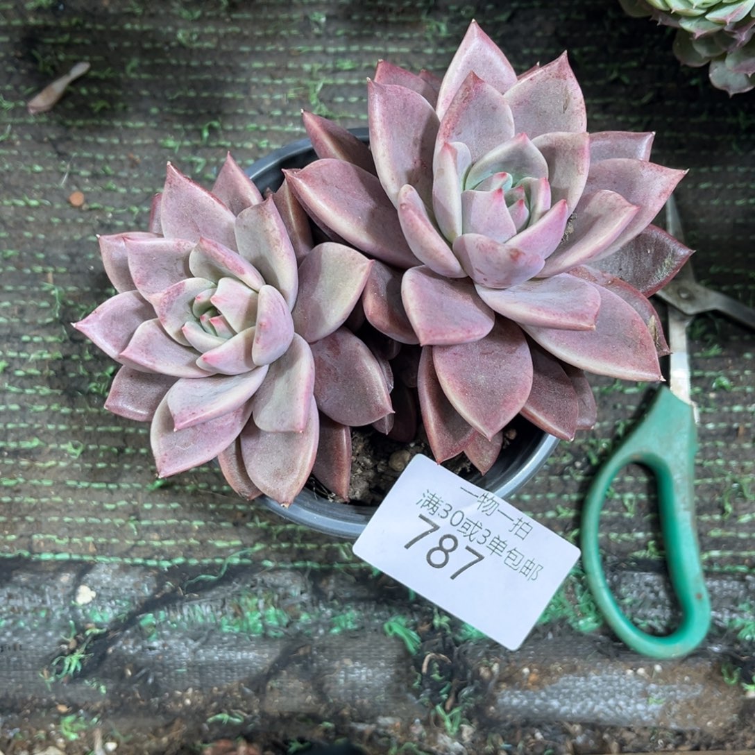 诗***毅787唐卡新年福利8折～